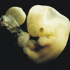 6 апталық адам эмбрионы
