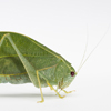 Katydid