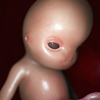 Адам эмбрионы