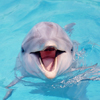 Дельфины используют эхолокацию